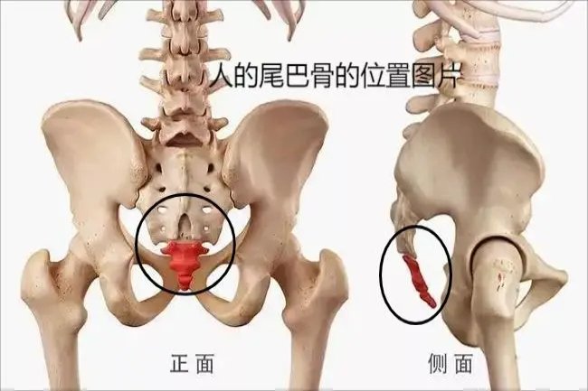 人的尾巴骨在哪个位置图片