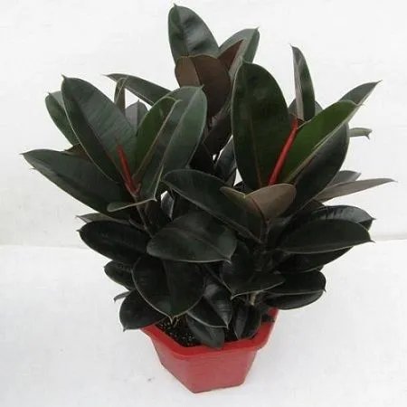 橡皮树的养殖方法