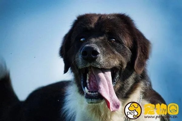 狗吃人事件是真是假,与主人关系越好越容易吃主人尸体