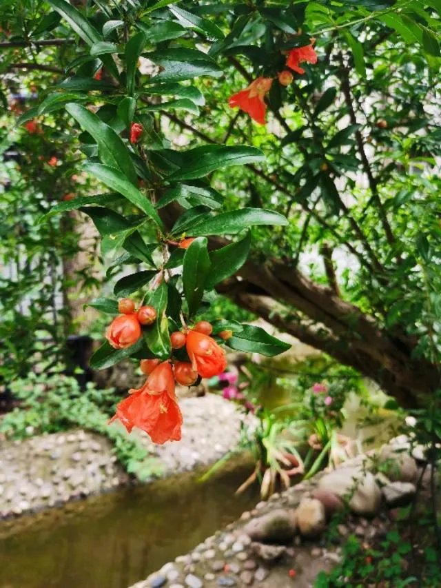 武汉的夏天适合种什么花？