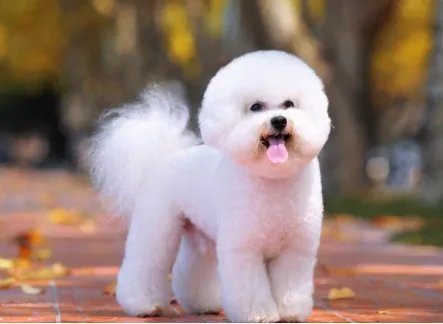 十大名犬分别是哪些品种的?