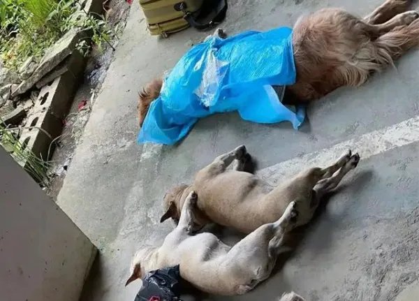 牡丹江一小区11只宠物犬相继被毒死，系小区保安投毒，如何看待此事？