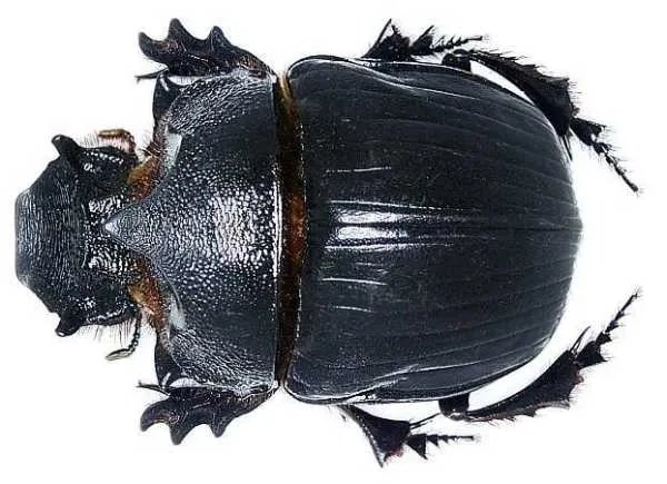 粪金龟科的介绍