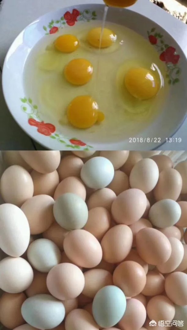 养绿壳蛋鸡有前景吗?有什么好建议?