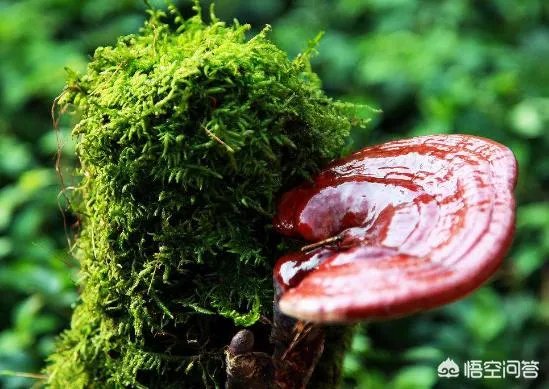 灵芝盆景如何种植？