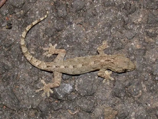 蚊子最怕什么？