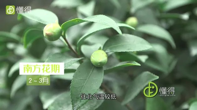 山茶花什么时候开