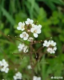 白花碎米荠的功效与作用