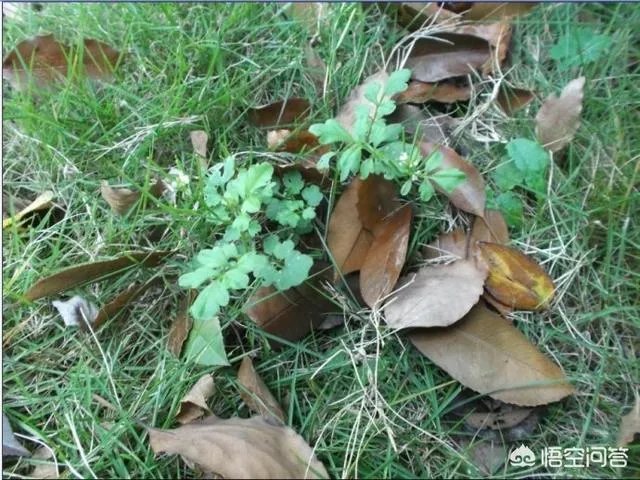 白花碎米荠的功效与作用