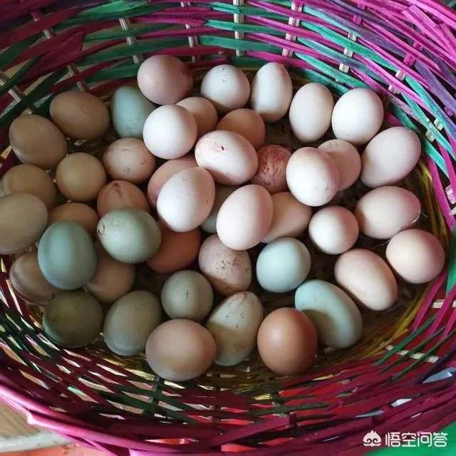 养绿壳蛋鸡有前景吗?有什么好建议?