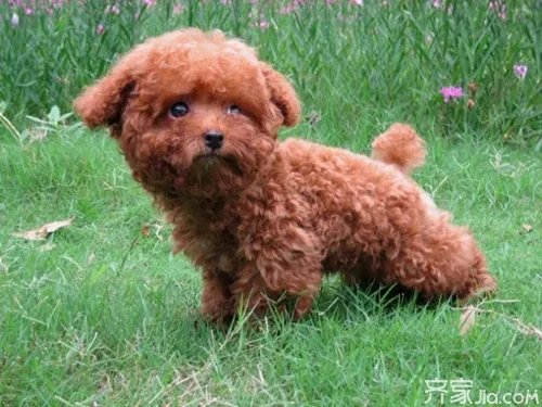 茶杯泰迪怎么养 茶杯泰迪喂养技巧