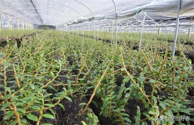 石斛的种植技术各位听说过没？