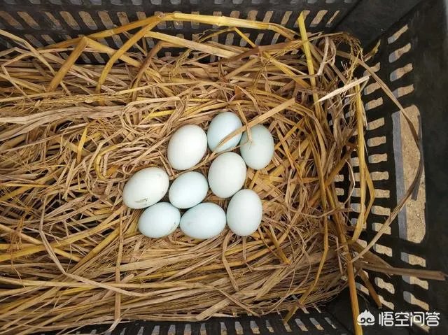 养绿壳蛋鸡有前景吗?有什么好建议?