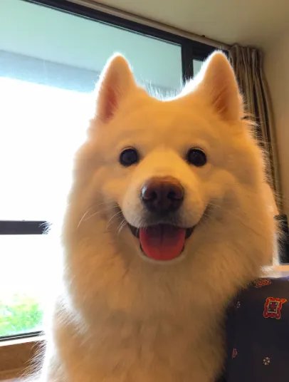 十大名犬分别是哪些品种的?