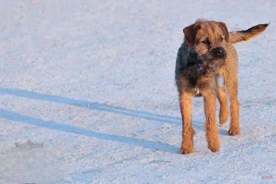 边境梗吃什么水果 边境梗水果喂食选择