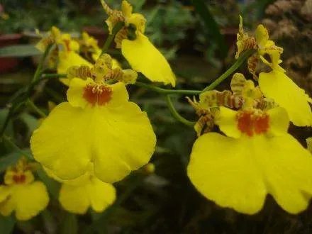 新加坡toto最新资料