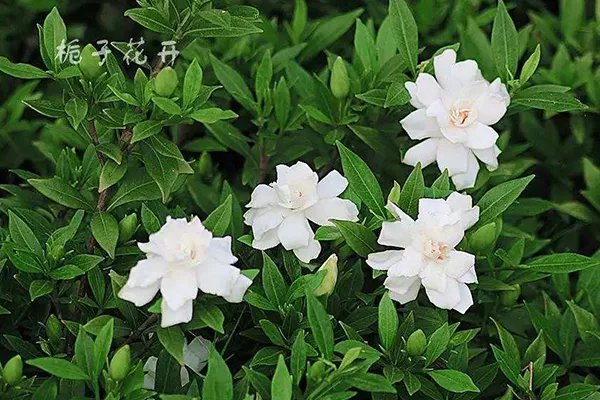 经典校园民谣100首 值得推荐的100首经典校园歌曲