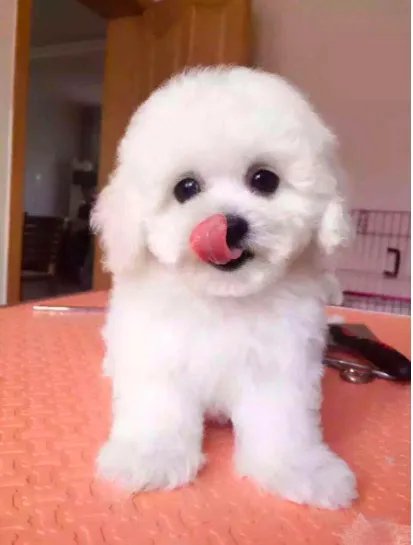 十大名犬分别是哪些品种的?