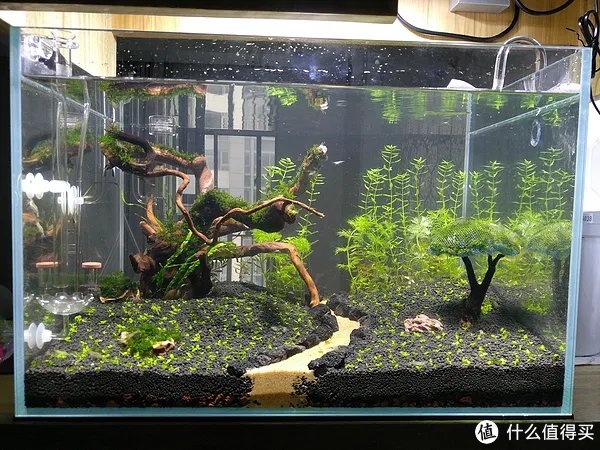 造景 篇一：小白也能玩草缸—聊一聊我的水草缸造景历程