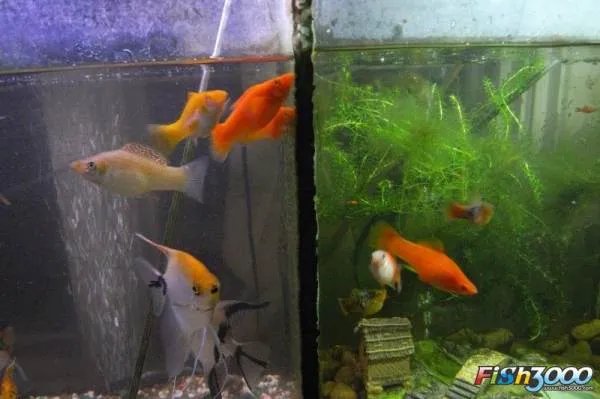 红玛丽的详细介绍