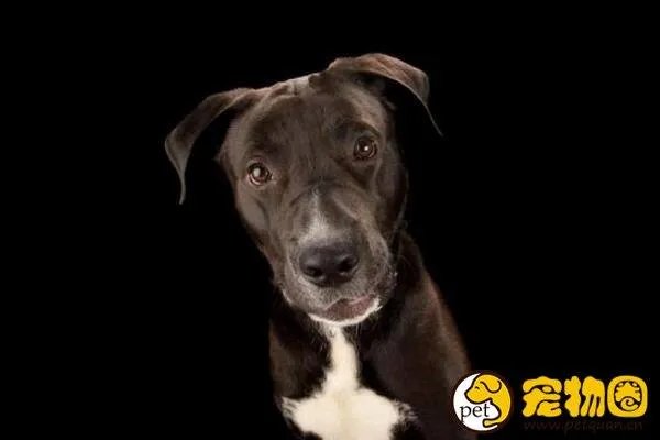 狗吃人事件是真是假,与主人关系越好越容易吃主人尸体