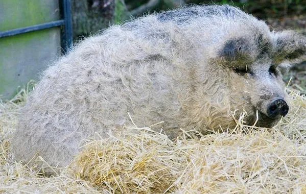 “绵羊猪”是什么鬼？