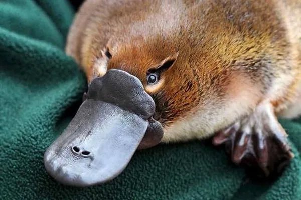 鸭嘴兽有毒吗？