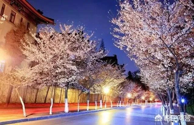 南京鸡鸣寺的樱花什么季节开？