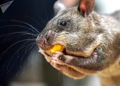 冈比亚鼠中国有卖的吗多少钱一只 能不能养