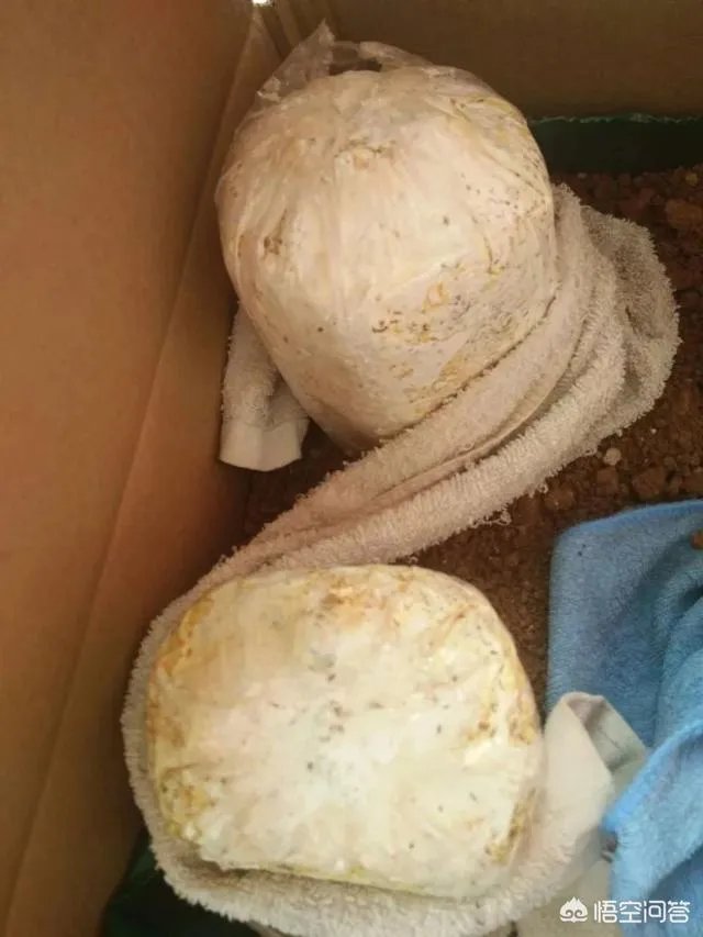 灵芝盆景如何种植？