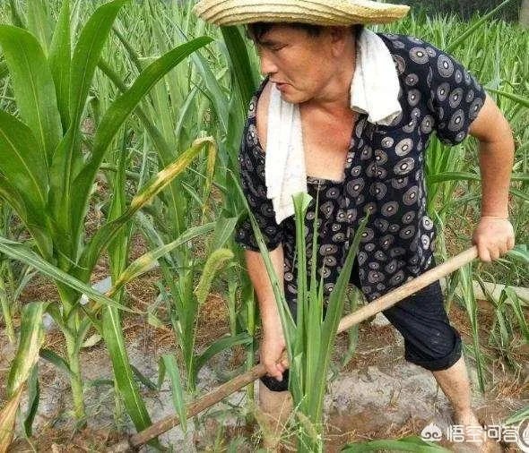 头条各种小视频铺天盖地，为什么感觉朱之文这么火呢？