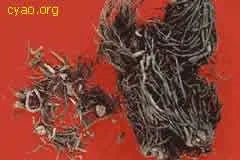 谁有中草药名称和图片大全