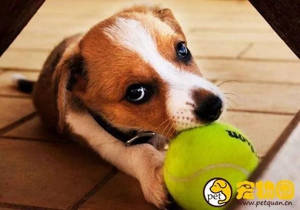 狗吃人事件是真是假,与主人关系越好越容易吃主人尸体