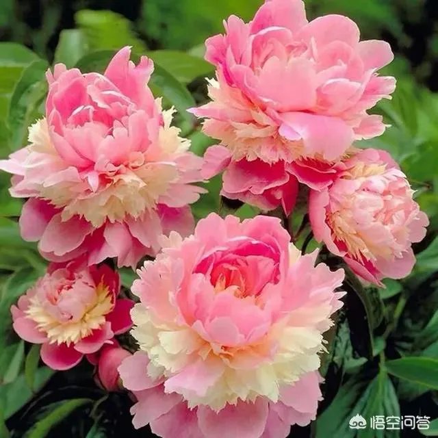 芍药春天怎么养？