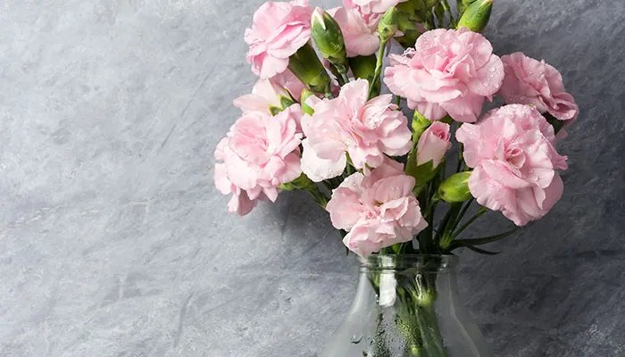 康乃馨怎么养 康乃馨的养殖方法