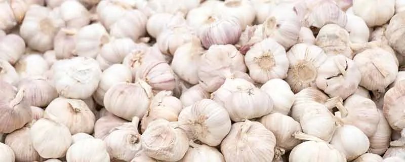 生大蒜的功效与作用 大蒜的营养价值与食用功效
