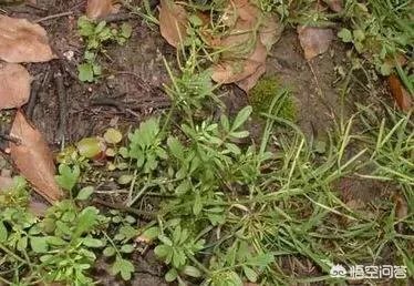 白花碎米荠的功效与作用