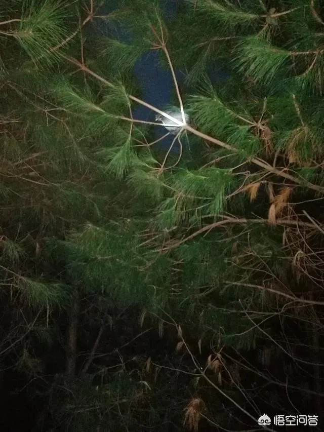 养绿壳蛋鸡有前景吗?有什么好建议?