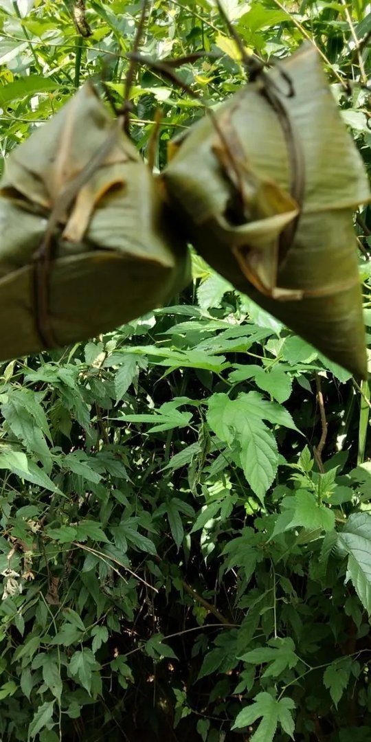 老家的粽子图片