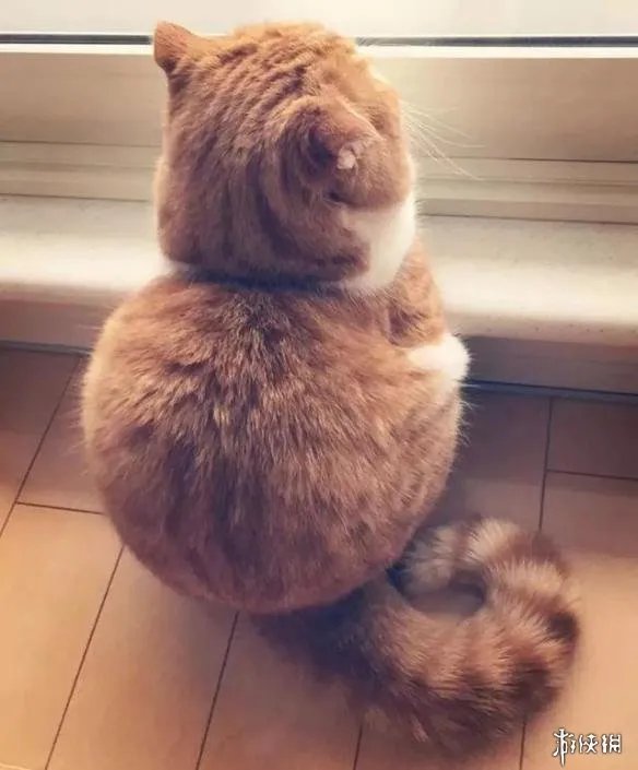 这磨人的小妖精!这20张插画告诉你为什么千万别养猫