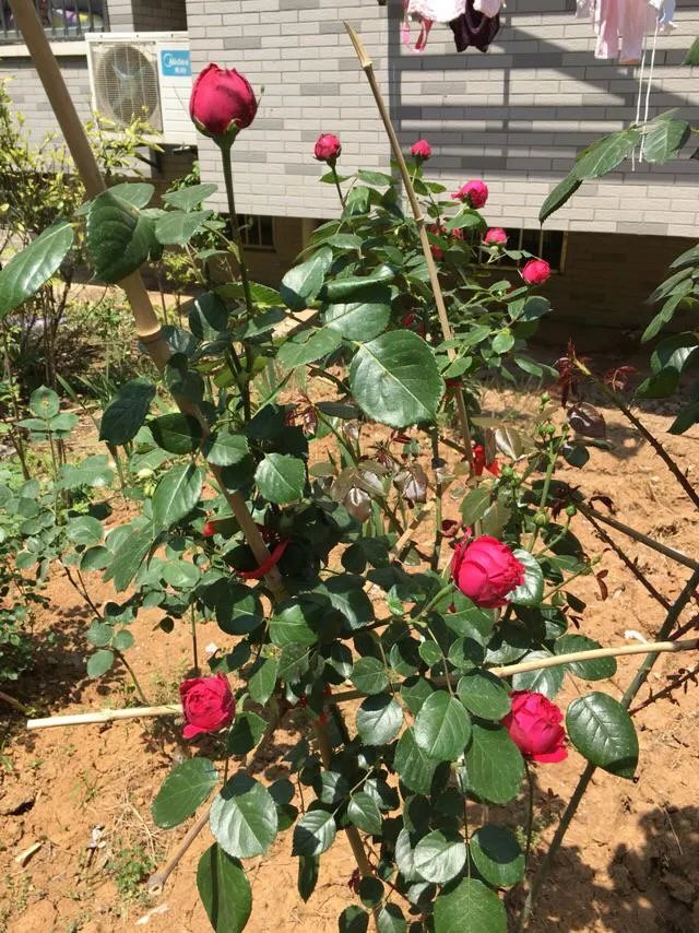 为什么很多人都说“千万不要买宿迁的花”？