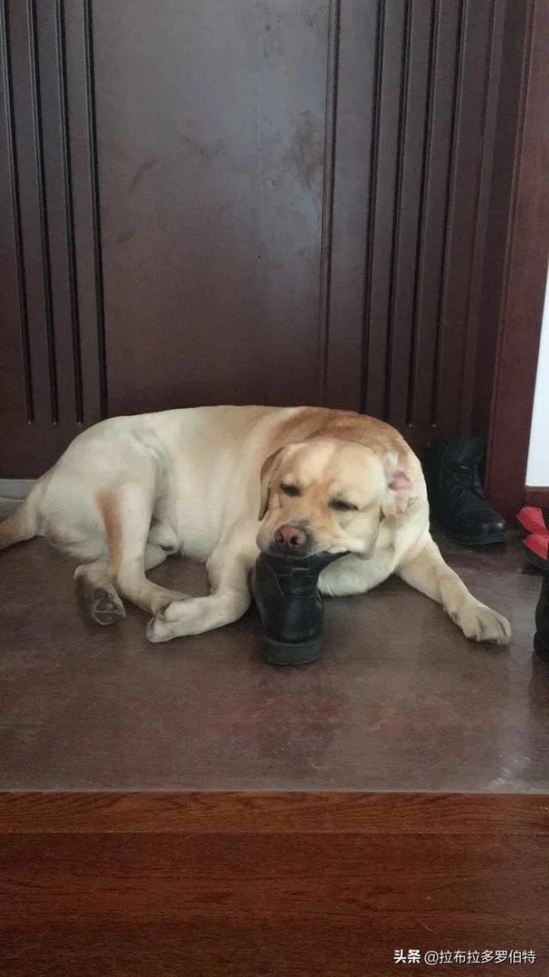 杜高与拉布拉多谁厉害？