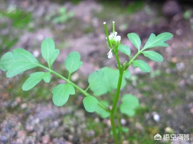 白花碎米荠的功效与作用