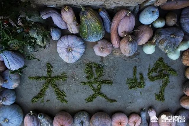 养绿壳蛋鸡有前景吗?有什么好建议?