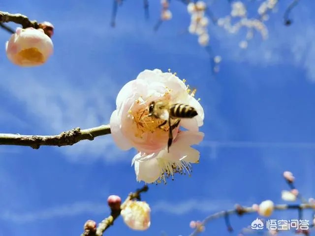 过年是否就是一家人团团圆圆在一起呢？