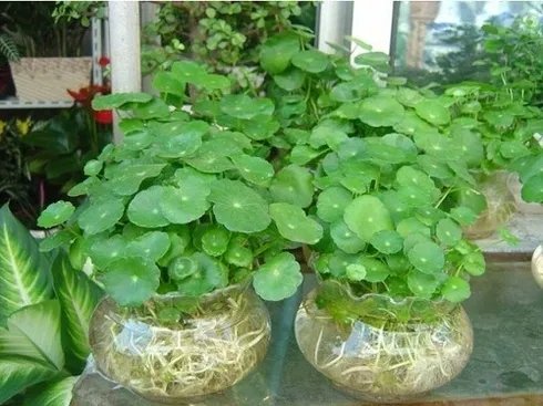 盆栽植物图片及名称？