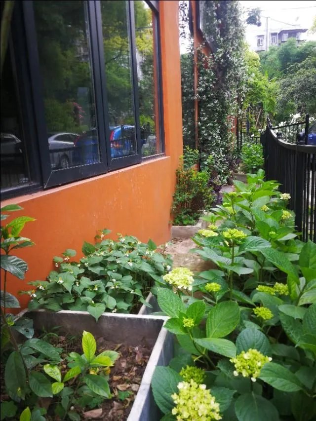 武汉的夏天适合种什么花？