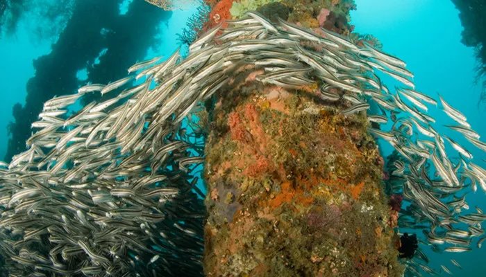 鲶鱼与塘鲺的区别是什么 鲶鱼与塘鲺的区别是什么啊