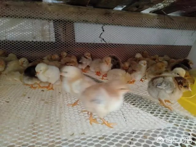 养绿壳蛋鸡有前景吗?有什么好建议?