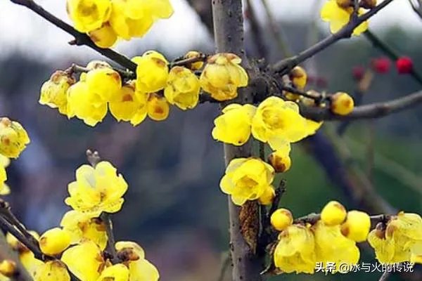 腊梅种子怎么种植？